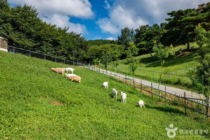 칠곡양떼목장 여행 추천 - 메고지고