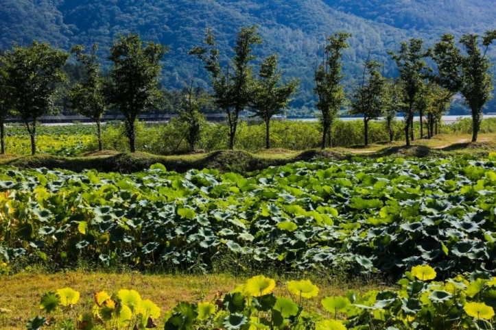 서오지리 연꽃단지 여행 추천 - 메고지고