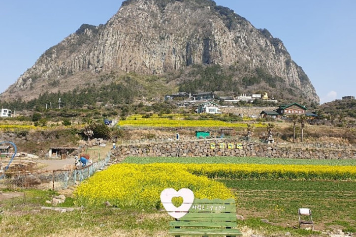 산방산유채꽃밭 여행 추천 - 메고지고