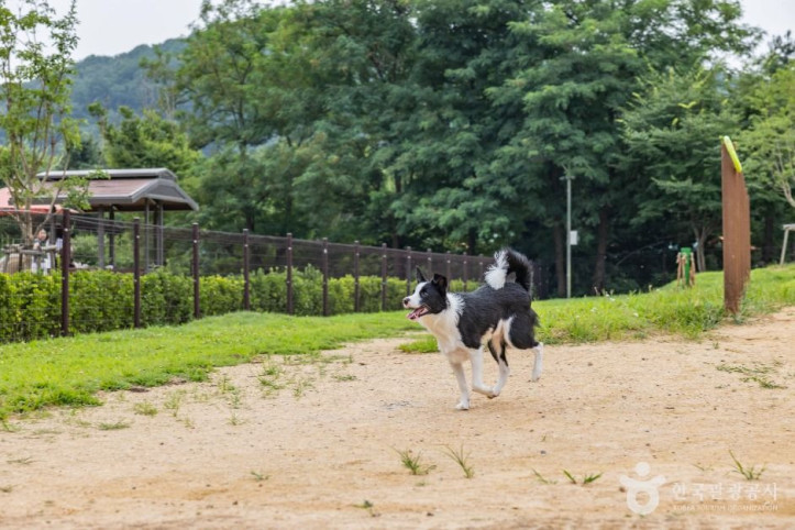 인천대공원 반려동물 놀이터 여행 추천 - 메고지고