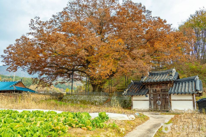 남원 진기리 느티나무 여행 추천 - 메고지고