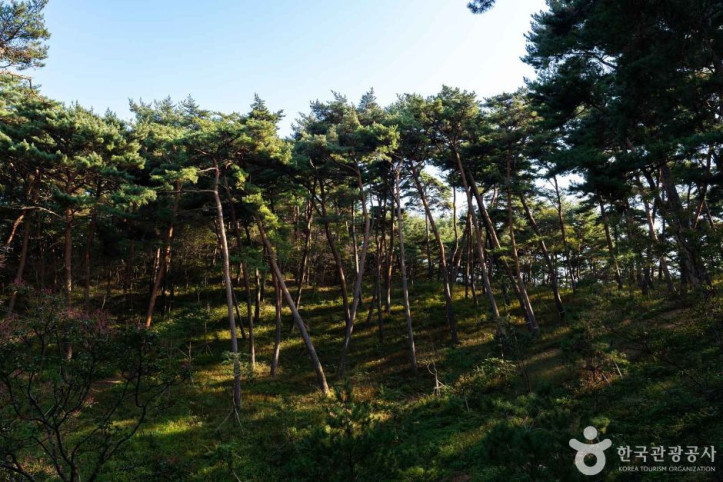 안면도자연휴양림 여행 추천 - 메고지고