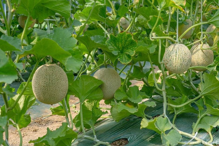 야미야미팜(야미야미팜농업회사법인(주)) 여행 추천 - 메고지고