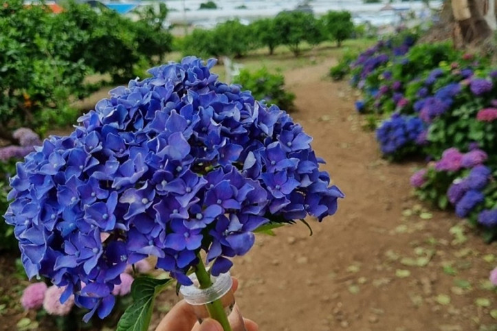 답다니수국밭 여행 추천 - 메고지고