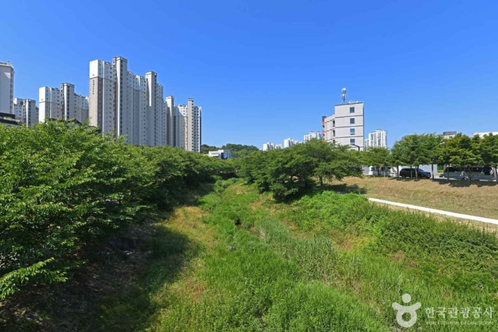당진천 벚꽃길 여행 추천 - 메고지고