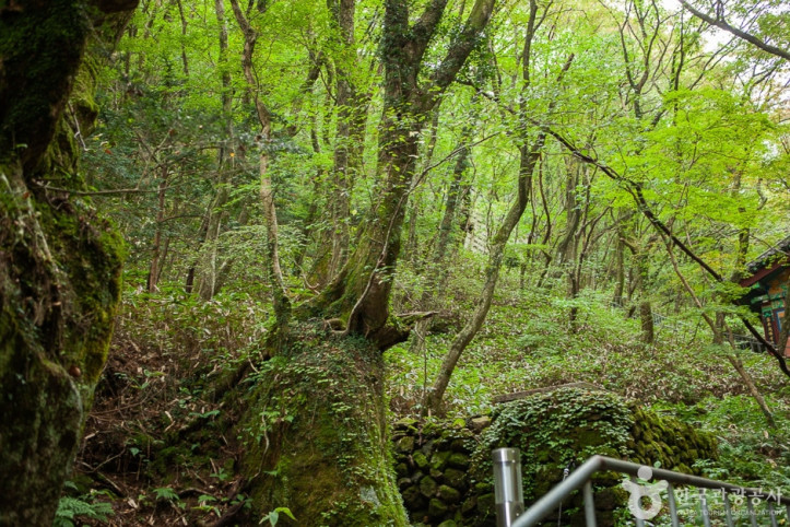 천왕사(제주) 여행 추천 - 메고지고