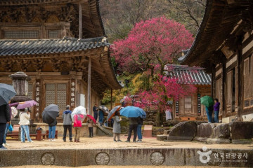 구례장죽전녹차시배지 여행 추천 - 메고지고