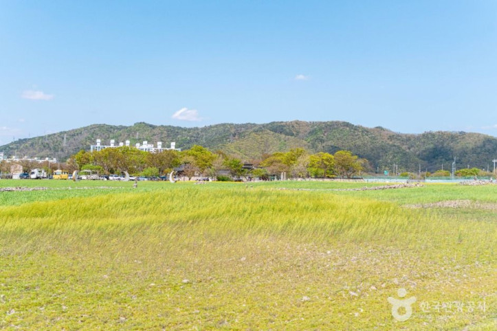 분황사 청보리밭 여행 추천 - 메고지고