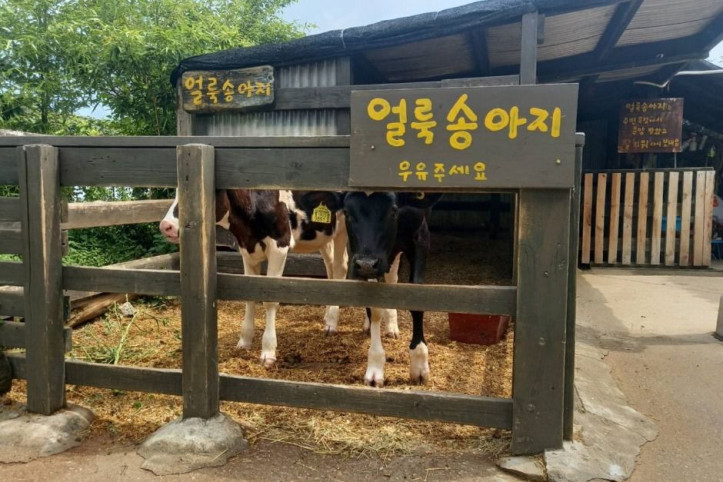 대관령아기동물농장 여행 추천 - 메고지고