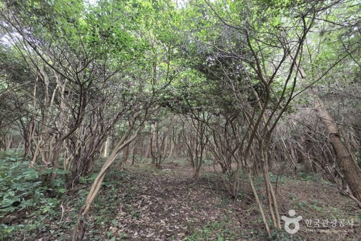 가세오름 여행 추천 - 메고지고