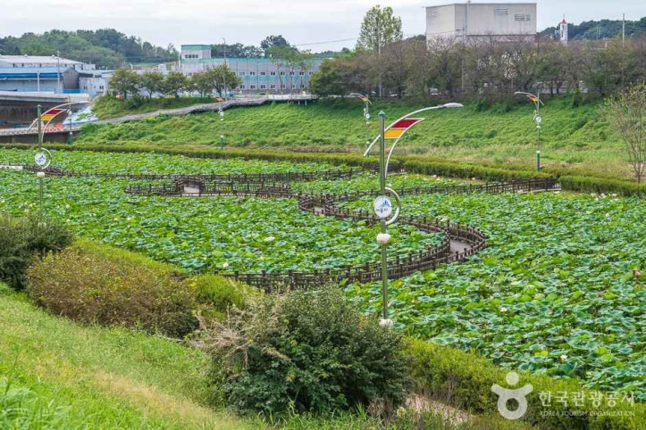 조천연꽃공원 여행 추천 - 메고지고