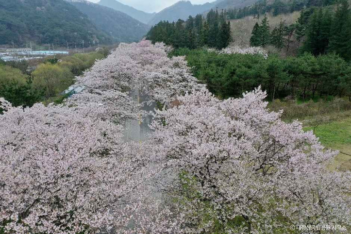 내장산국립공원 여행 추천 - 메고지고