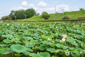 농촌테마공원 도도리파크 여행 추천 - 메고지고