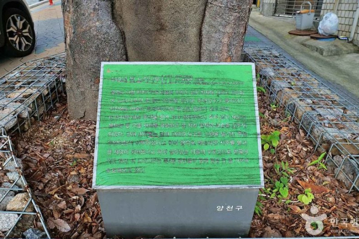 150년 수령 느티나무 여행 추천 - 메고지고