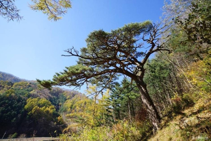 사내골소나무 여행 추천 - 메고지고