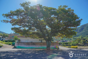장흥 어산리 푸조나무 여행 추천 - 메고지고
