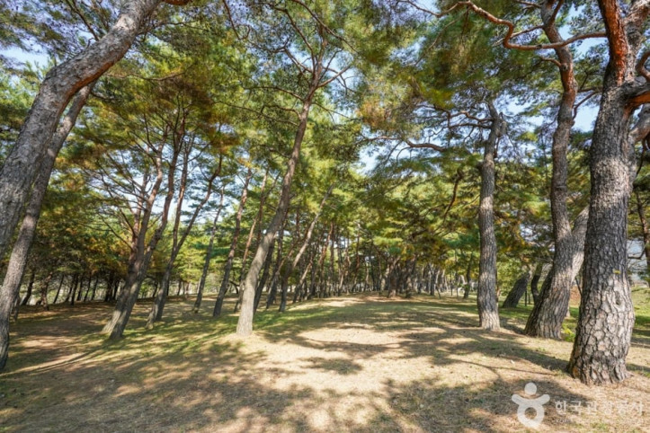 만송정 숲 여행 추천 - 메고지고
