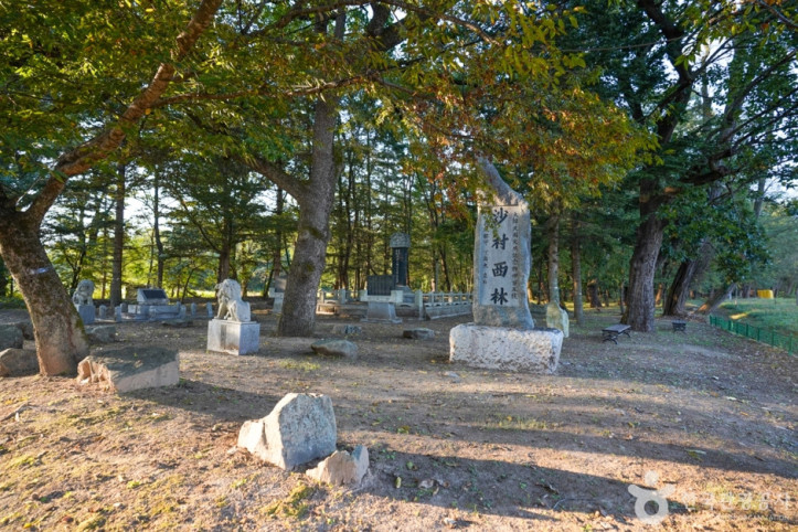 의성 사촌리 가로숲 여행 추천 - 메고지고