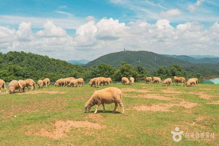 울산양떼목장 여행 추천 - 메고지고