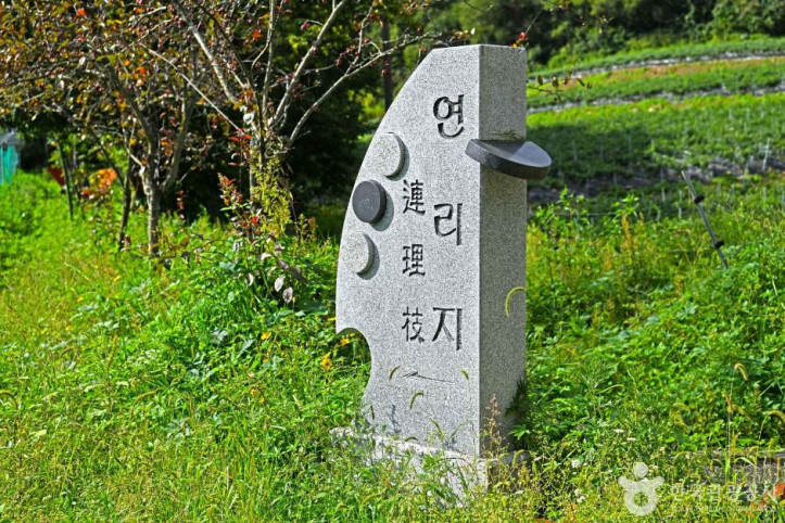 잣나무 연리지 여행 추천 - 메고지고