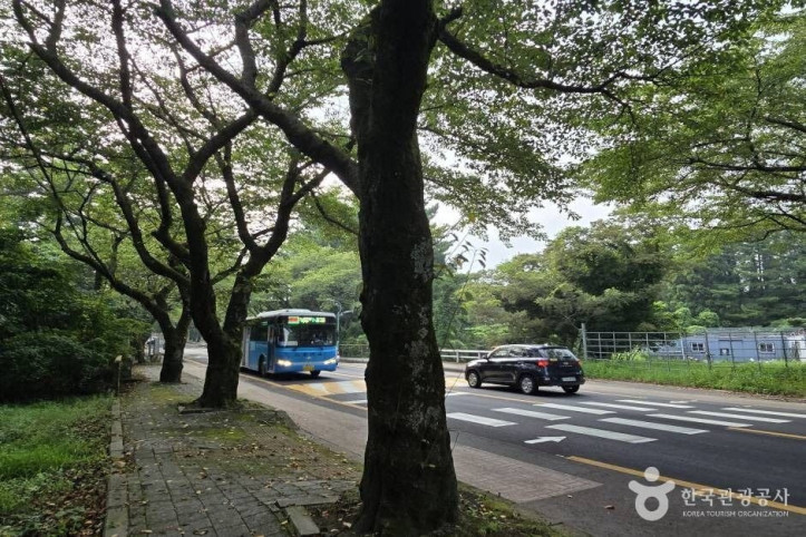 제주대 벚꽃길 여행 추천 - 메고지고