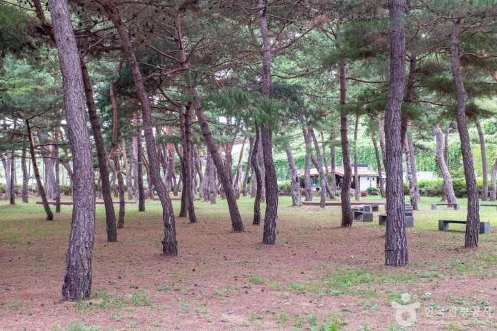 중평솔밭 여행 추천 - 메고지고
