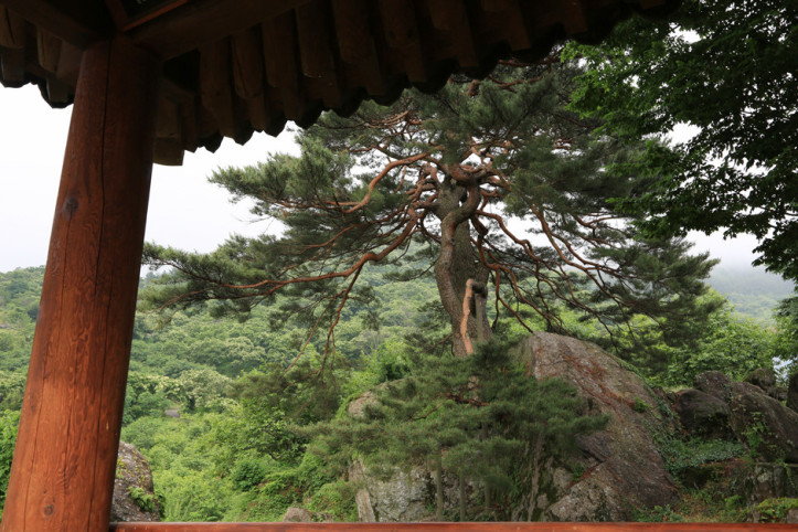 하동 축지리 문암송(악양문암송) 여행 추천 - 메고지고
