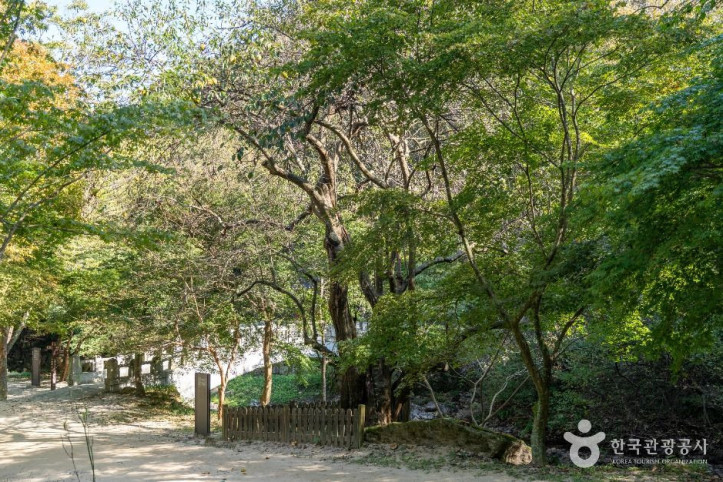 강천사 모과나무 여행 추천 - 메고지고