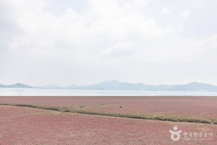 석모도 칠면초 군락지 여행 추천 - 메고지고