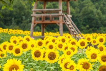 난정리 전망대 여행 추천 - 메고지고