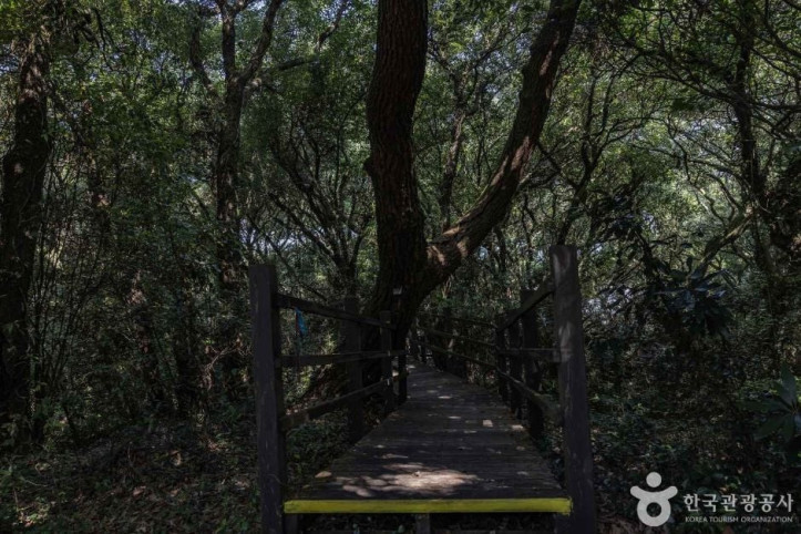 금산공원(납읍난대림지대) 여행 추천 - 메고지고