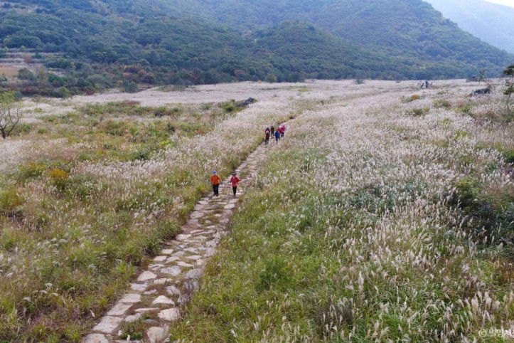 사자평 고원습지 (영남알프스 사자평억새길 힐링트레킹) 여행 추천 - 메고지고