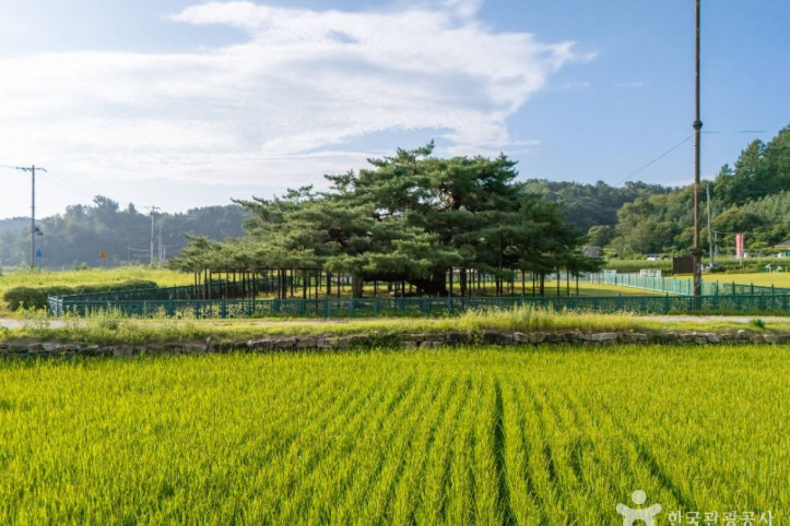 예천 천향리 석송령 여행 추천 - 메고지고