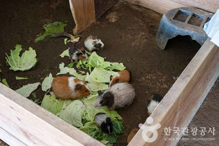찬우물 체험동물농장 여행 추천 - 메고지고