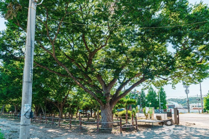 무안 청천리 팽나무와 개서어나무 숲 여행 추천 - 메고지고