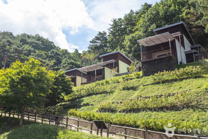 흥림산자연휴양림 (영양에코둥지) 여행 추천 - 메고지고