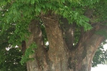보천사(구미) 여행 추천 - 메고지고