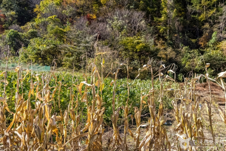 부연동마을 여행 추천 - 메고지고