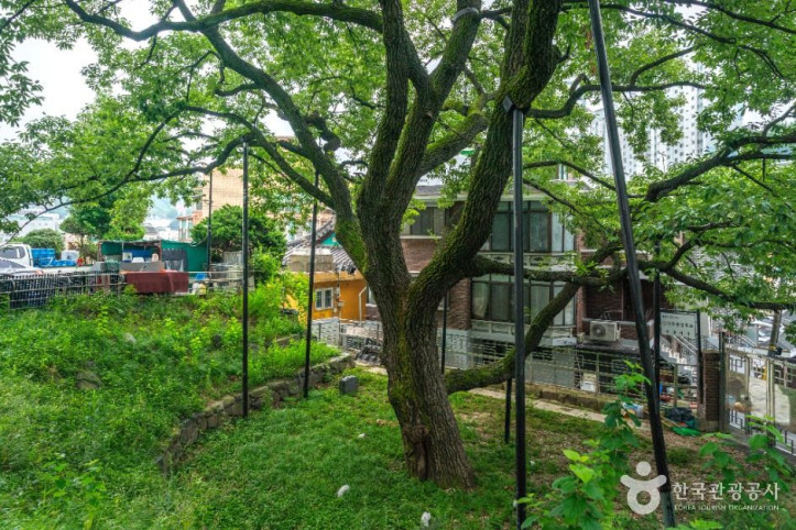 서울 신림동 굴참나무 여행 추천 - 메고지고