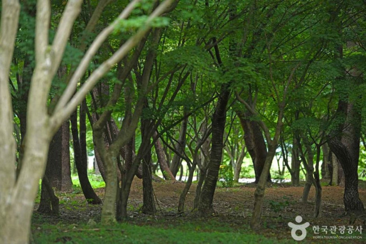내장산수목원 여행 추천 - 메고지고