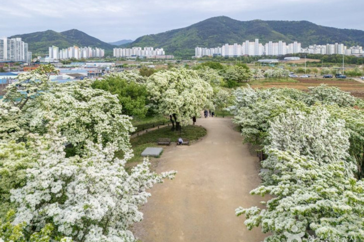 교항리 이팝나무 군락지 여행 추천 - 메고지고