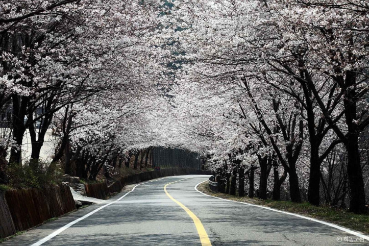 십리벚꽃길 여행 추천 - 메고지고