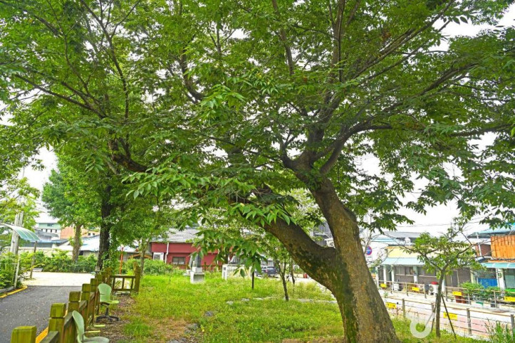 진안 평지리 이팝나무 군 여행 추천 - 메고지고