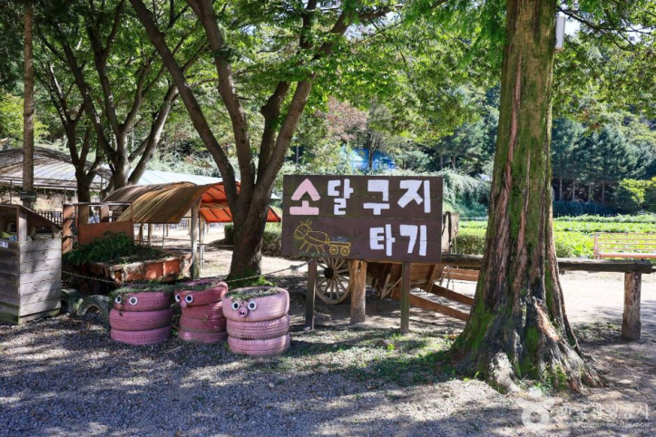 한터농원(한터조랑말농장) 여행 추천 - 메고지고