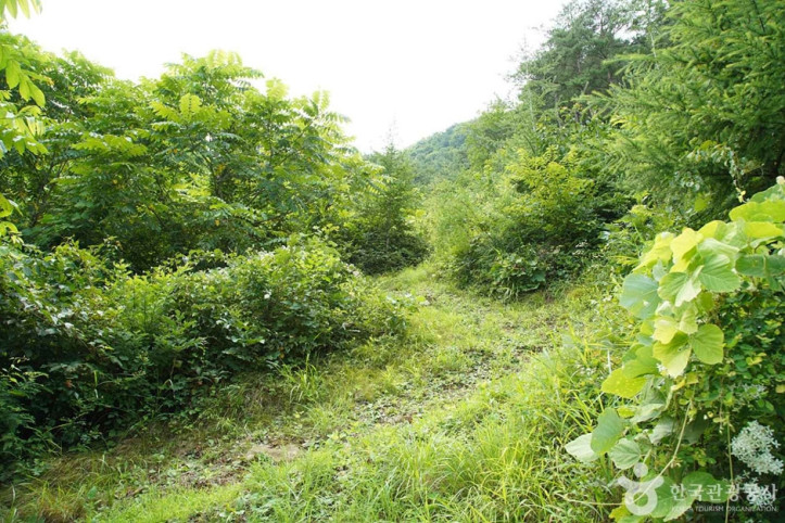 기우산(정선) 여행 추천 - 메고지고