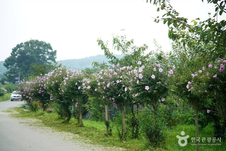 홍천 무궁화마을 여행 추천 - 메고지고