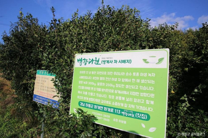 쌍계사차나무시배지 여행 추천 - 메고지고