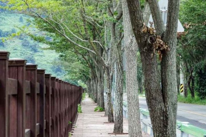 단장 이팝꽃 터널길 여행 추천 - 메고지고