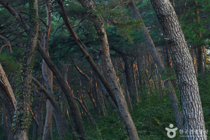 마곡사 천연송림욕장 여행 추천 - 메고지고