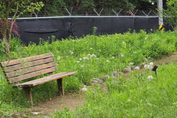 과천 은행나무길 여행 추천 - 메고지고